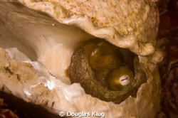 Hide and Seek.  A two spot Octopus peers out of the shell... by Douglas Klug 
